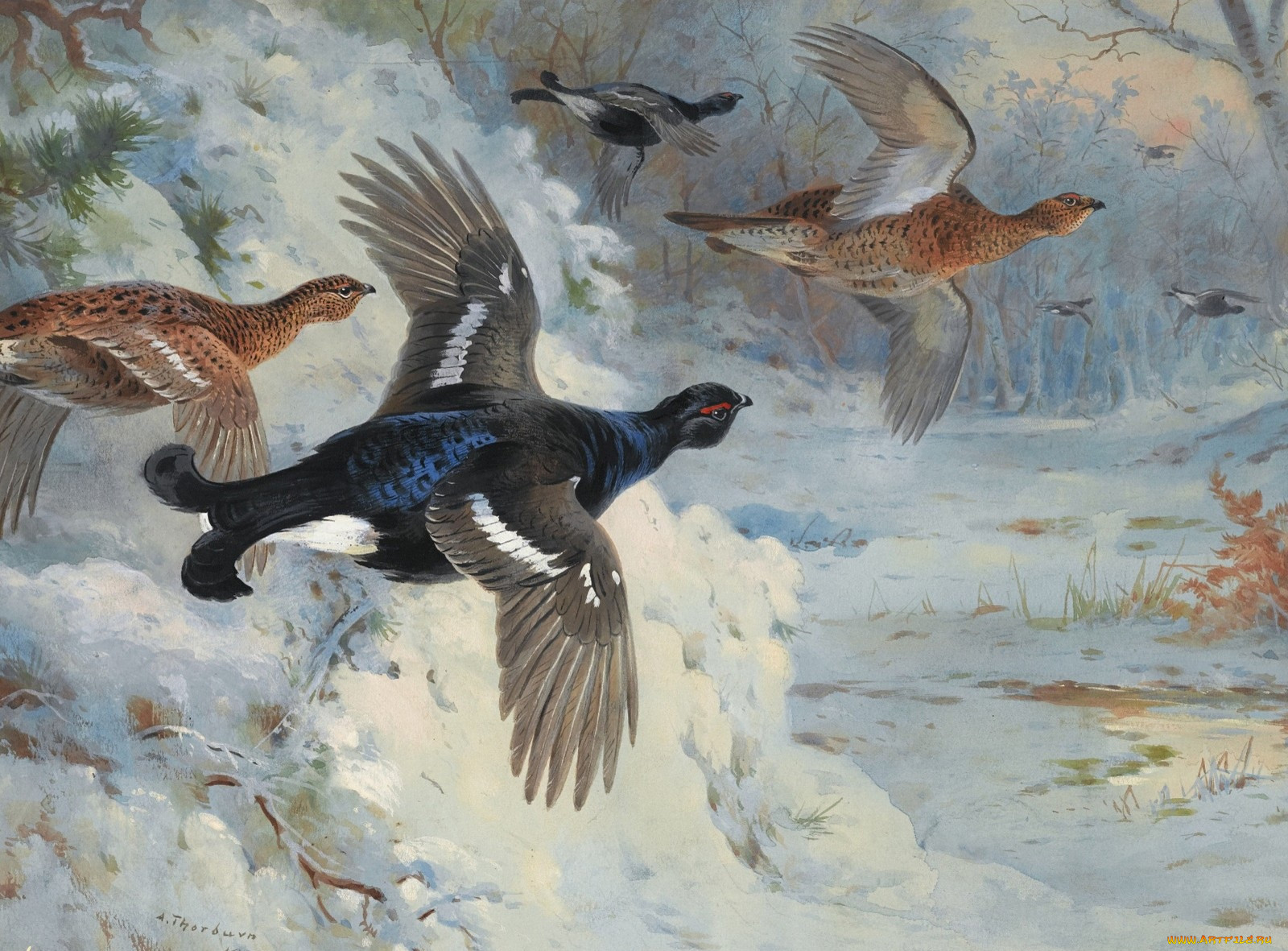 , archibald, thorburn
